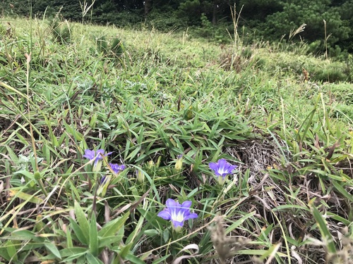 Gentiana scabra, photograph 5