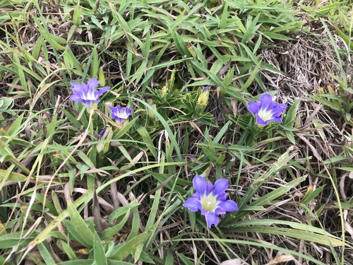 Gentiana scabra, photograph 4