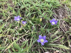 Gentiana scabra, photograph author not stated, no rights reserved