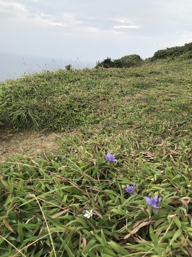 Gentiana scabra, photograph 3