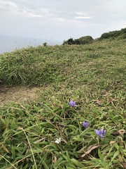 Gentiana scabra, photograph author not stated, no rights reserved