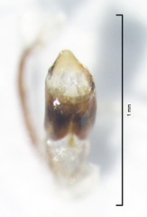 Stenoscelis hylastoides