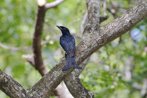 Crow-billed Drongo (Dicrurus annectens), photo 9