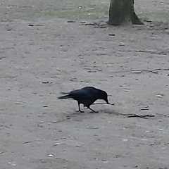Corvus corone