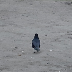Corvus corone