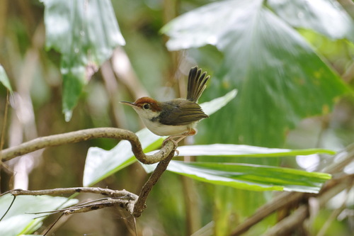 Rufous-tailed Tailorbird (Orthotomus sericeus), photo 8