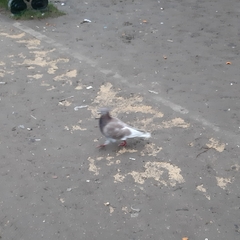 Columba livia domestica