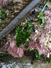 Ulvaceae