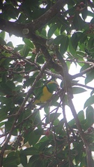 Chlorophonia callophrys