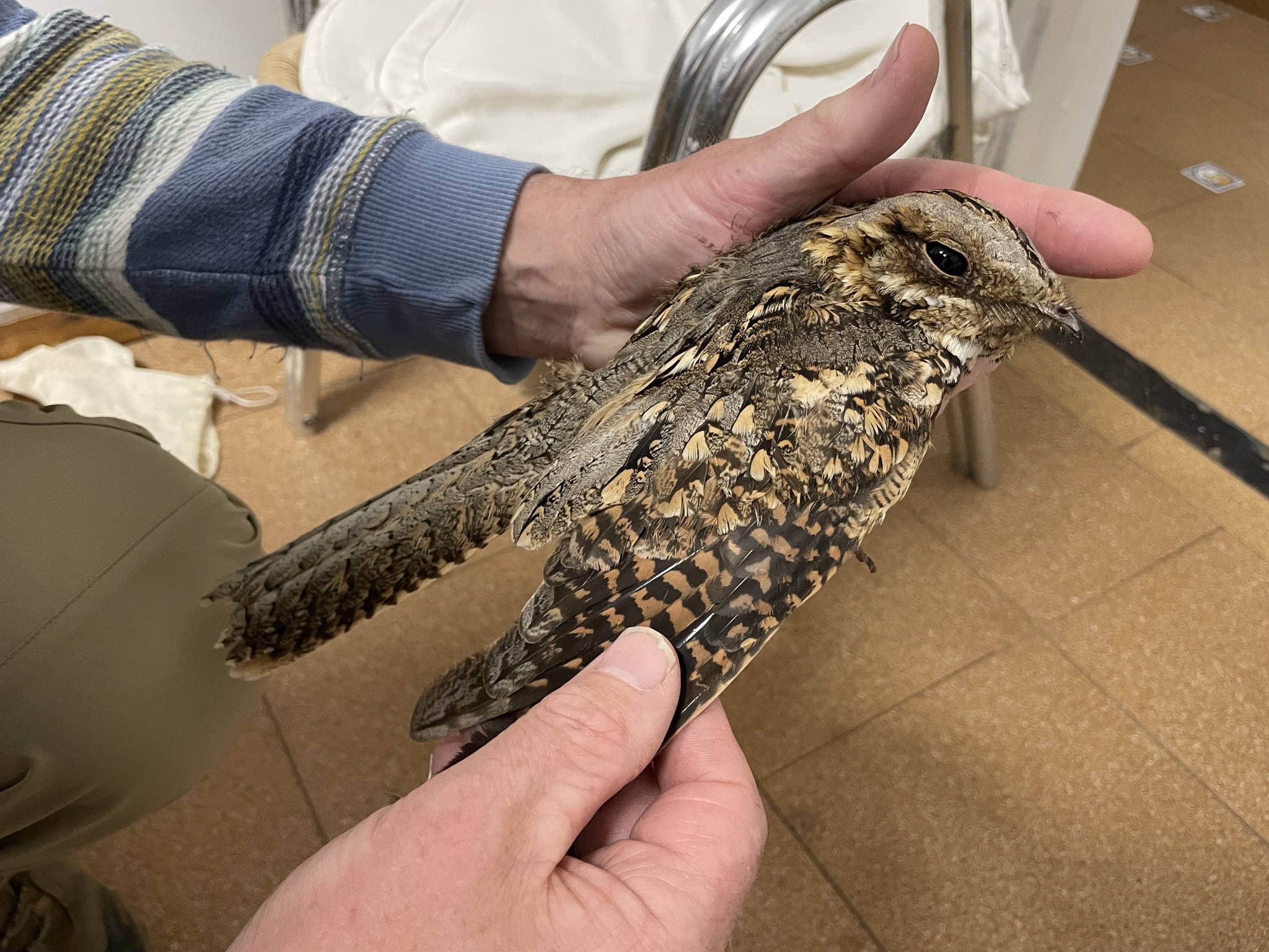 Red-necked Nightjar (Caprimulgus ruficollis), photo 10
