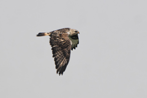 iNaturalist observation photo of Rough-legged Hawk