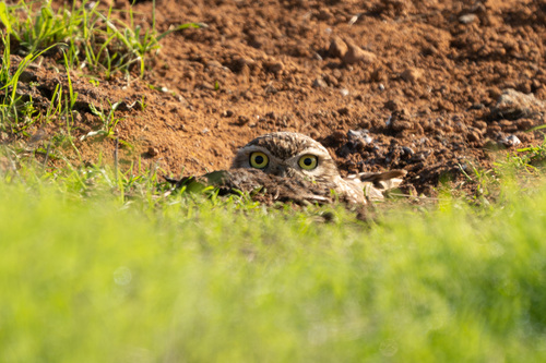 iNaturalist observation photo of Burrowing Owl