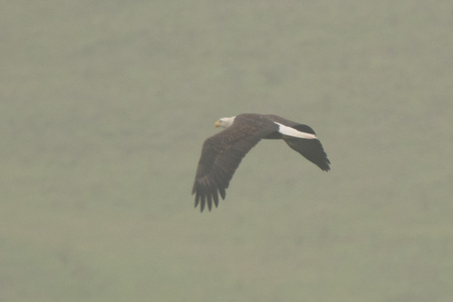iNaturalist observation photo of Bald Eagle