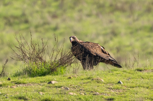 iNaturalist observation photo of North American golden eagle