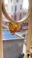 Delias eucharis