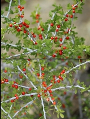 Schaefferia cuneifolia