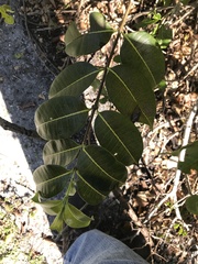 Cryptostegia madagascariensis