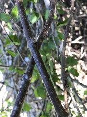 Cryptostegia madagascariensis