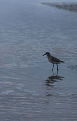 Calidris pusilla