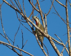 Xiphidiopicus percussus