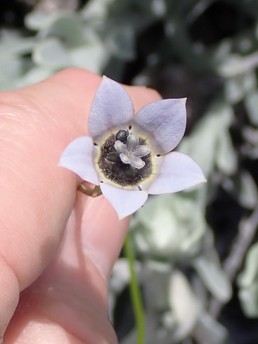 Cape Bluebell (Wahlenbergia capensis)