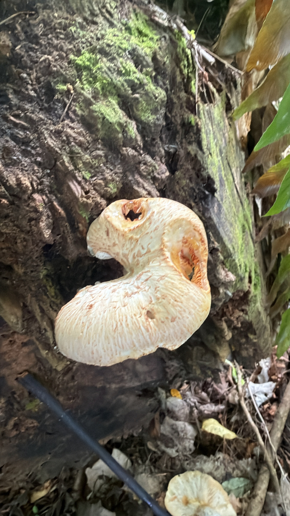 Neolentinus lepideus · December 2025 · photo: © pluckytree (iNaturalist, cc-by)