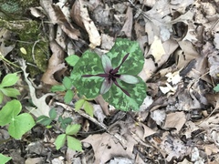 Trillium stamineum