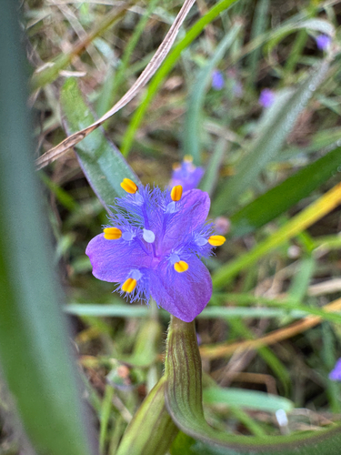 Creeping cradle plant (Cyanotis axillaris)