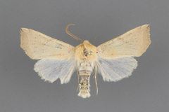 Perigonica fulminans