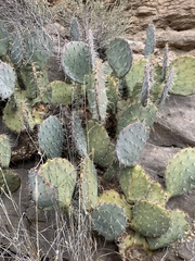 Opuntia discata