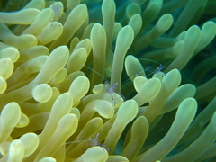 Ancylomenes sarasvati