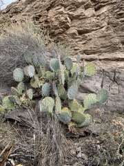 Opuntia discata