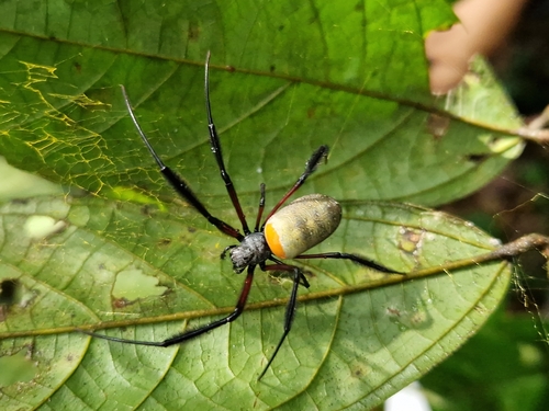 Hairy Golden Orb-weaving Spider