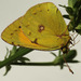 Danube Clouded Yellow - Photo (c) Ilia Ustyantsev, some rights reserved (CC BY-SA)
