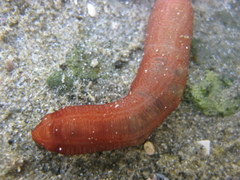 Taeniogyrus dunedinensis