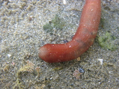 Taeniogyrus dunedinensis