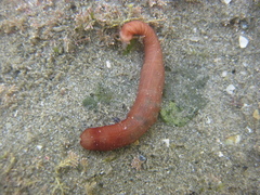 Taeniogyrus dunedinensis