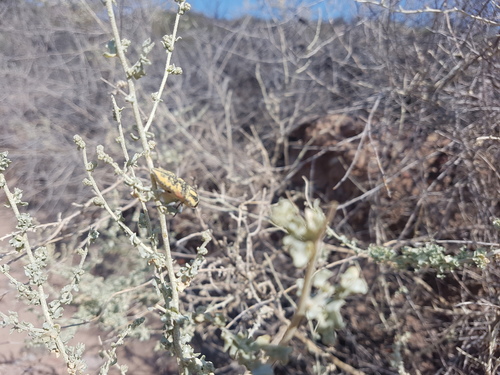 Achardella