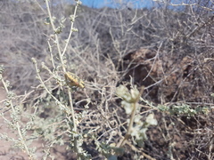 Achardella denticollis
