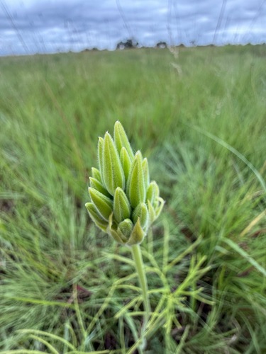 Lurid Storksbill