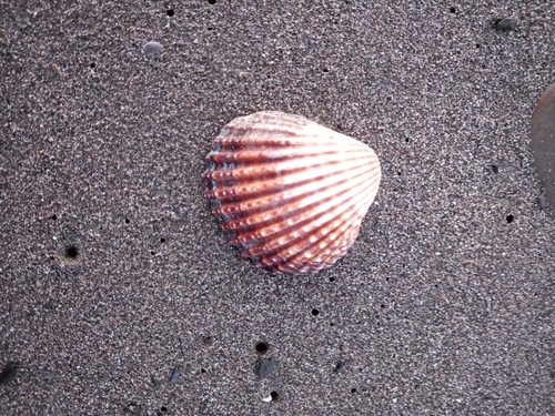 Rough Cockle