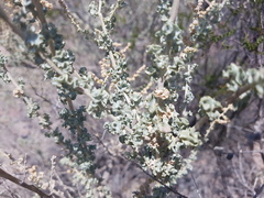 Atriplex undulata