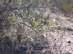 Cyclolepis genistoides