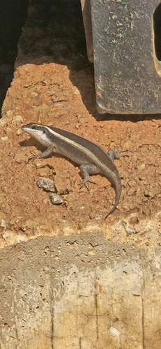African Striped Skink