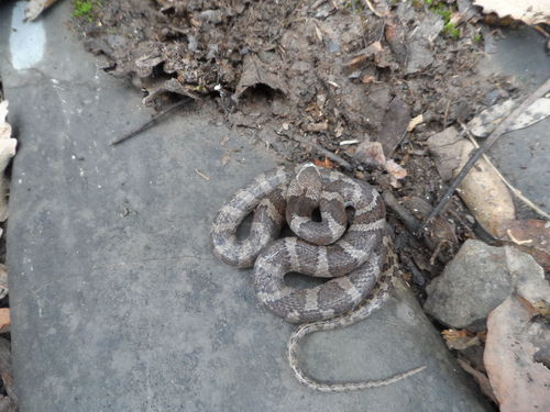 Tanzer’s Night Snake