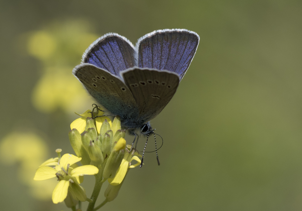 Pontic Blue