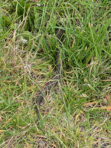 Tiger Snake sighting