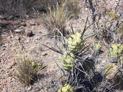 Tephrocactus aoracanthus