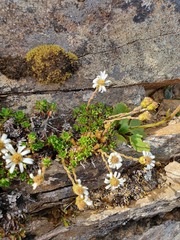 Celmisia bellidioides