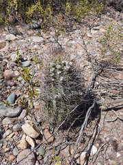 Echinopsis leucantha